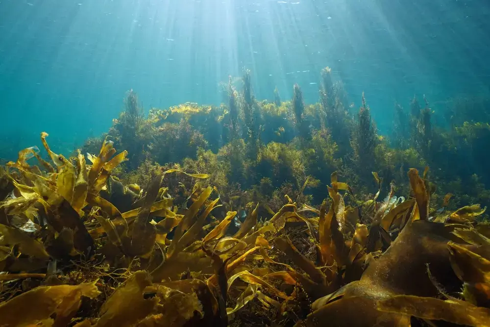 O uso de algas marinhas na moda sustentável ganha destaque em 2023 -  Febratex Group