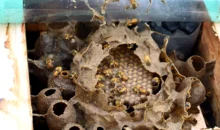 fabrica de abelhas