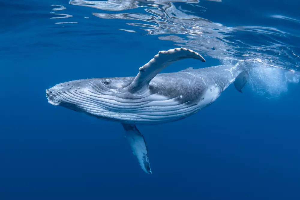 baleias como guardias do carbono azul
