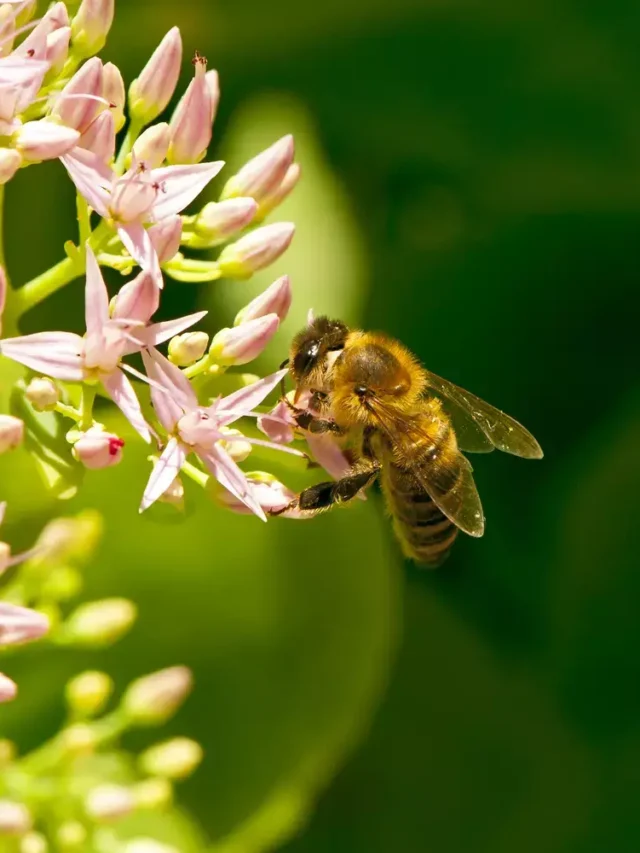 Fábrica de abelhas… e de biodiversidade urbana