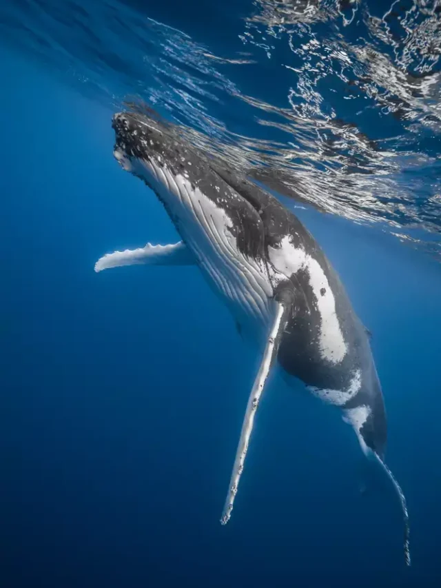 Mercado de carbono: baleias, guardiãs do céu no mar