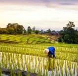 plantações de arroz