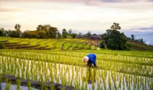 plantações de arroz