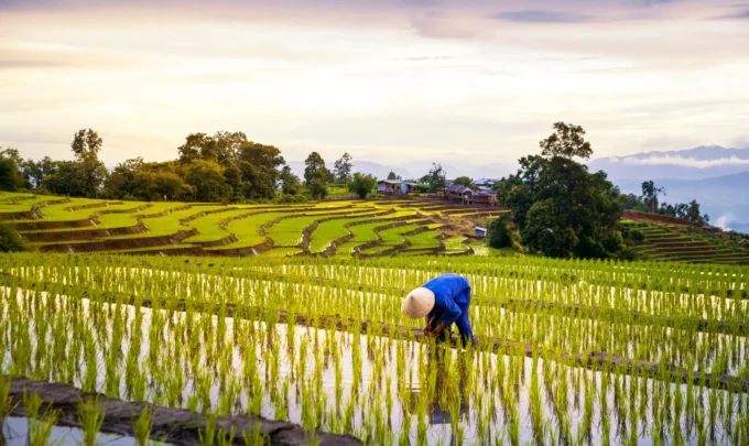 plantações de arroz