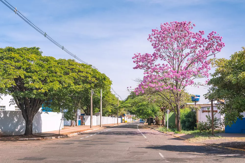 podas urbanas