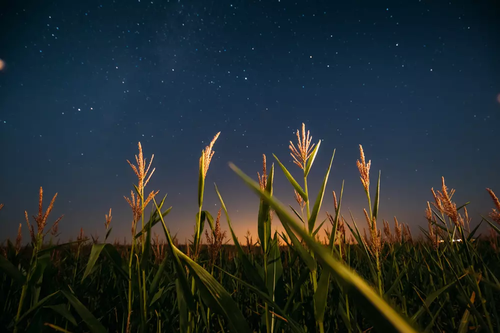 Cultivo de milho ao entardecer sob um céu estrelado, representando o conhecimento indígena na agricultura tradicional e o movimento das constelações.
