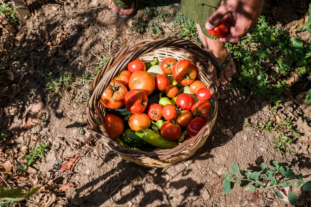 Mãos de um homem colhendo tomates orgânicos frescos na horta de uma comunidade como os agrobairros