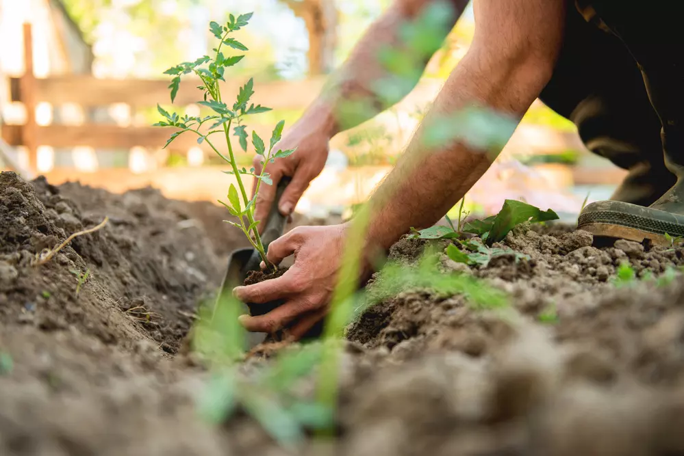 Mãos de um homem plantando mudas de tomate em uma horta orgânica .