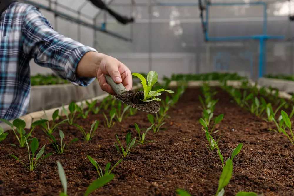 Plantio sustentável em estufa utilizando resíduos que viram energia como fertilizante solução sustentável para agricultura ecológica.