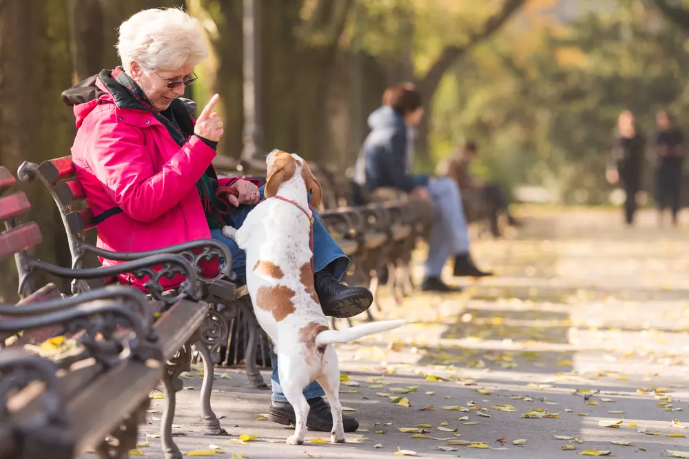 Praça com bancos confortáveis, ideal para idosos socializarem, caminharem e aproveitarem o espaço público com seus pets em um dia ensolarado de outono.