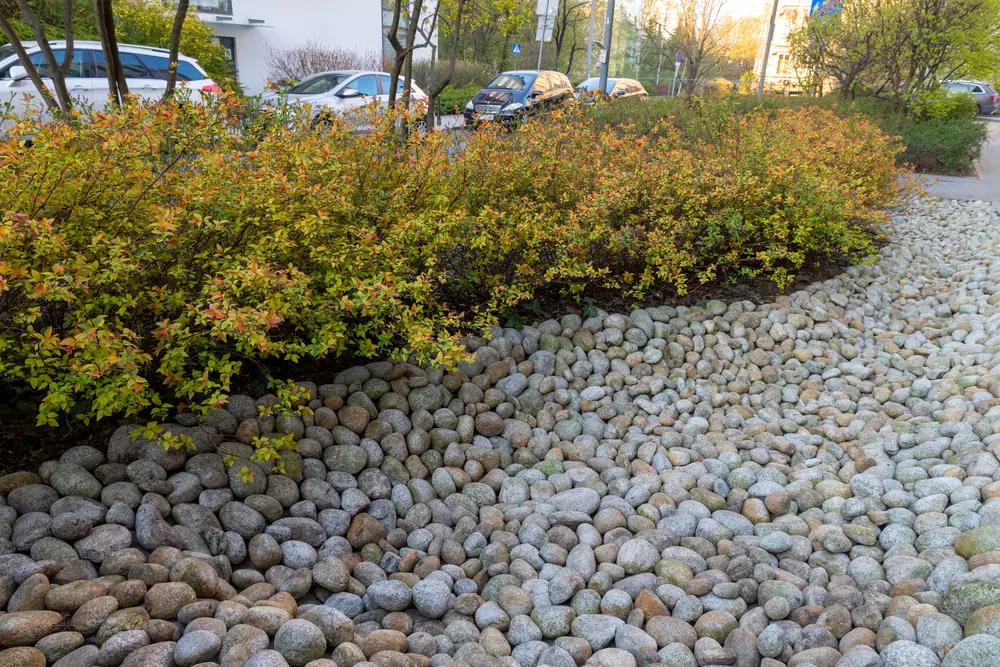 Jardim de chuva com pedras e arbustos em ambiente urbano, ideal para captação de água da chuva e sustentabilida
