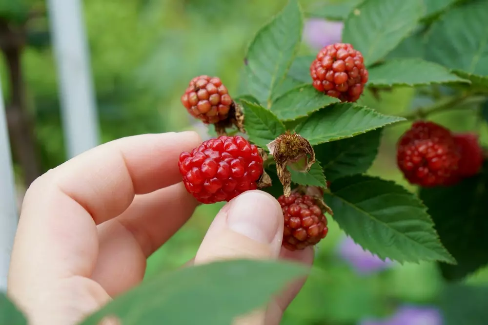 Uma mão pegando amoras maduras em uma planta de forrageamento urbano, com folhagem verde ao redor, ressaltando o conceito de forrageamento urbano no Brasil.