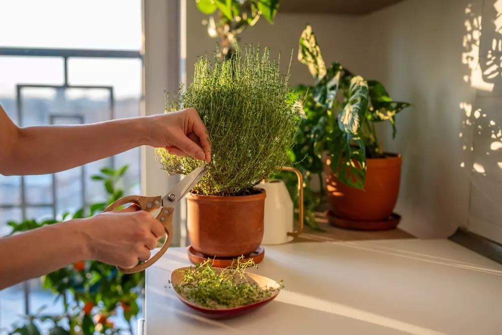 Pessoas cortando uma planta aromática, possivelmente alecrim ou tomilho, em ambiente interno bem iluminado com várias plantas ao fundo.