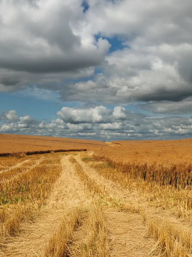 webstorie justica climatica