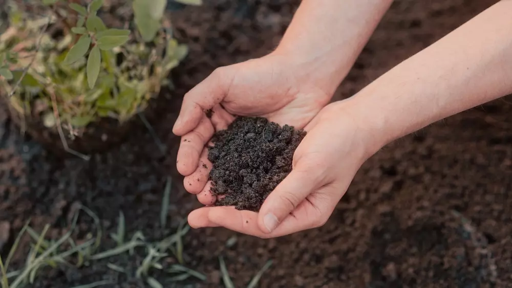 Mãos segurando adubo orgânico para áreas verdes, ideal para reforçar práticas de saneamento e melhorar a qualidade do solo.