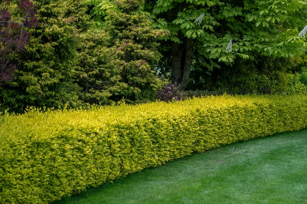 Jardim Amarelo-Verde Hedge com Árvores Evergreen