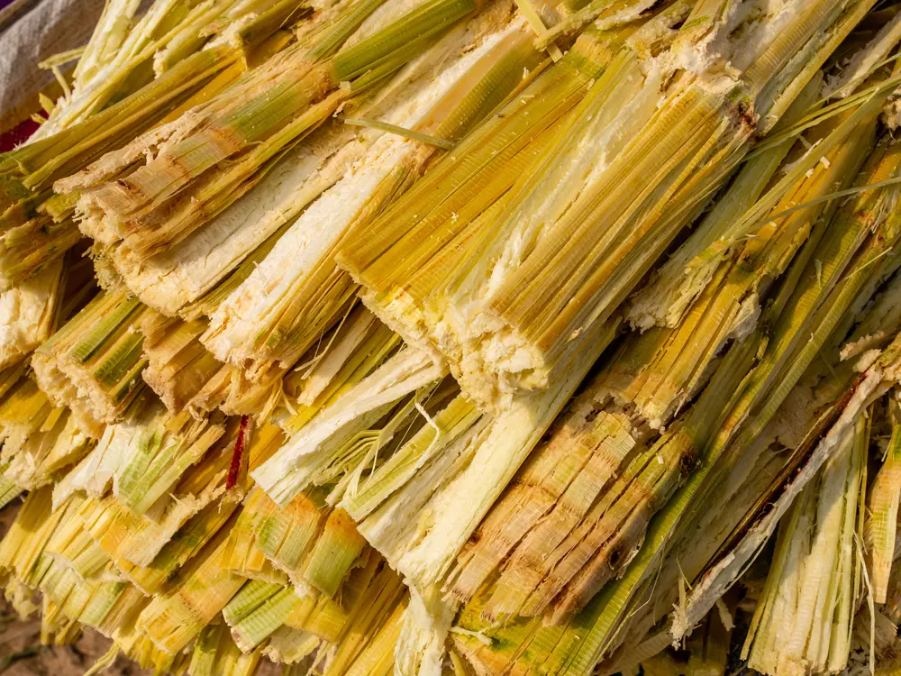 Bagaço de cana de açúcar, biomassa utilizada na produção de energia renovável e bioenergia, destacado em uma pilha de resíduos agrícolas secos para uso industrial.