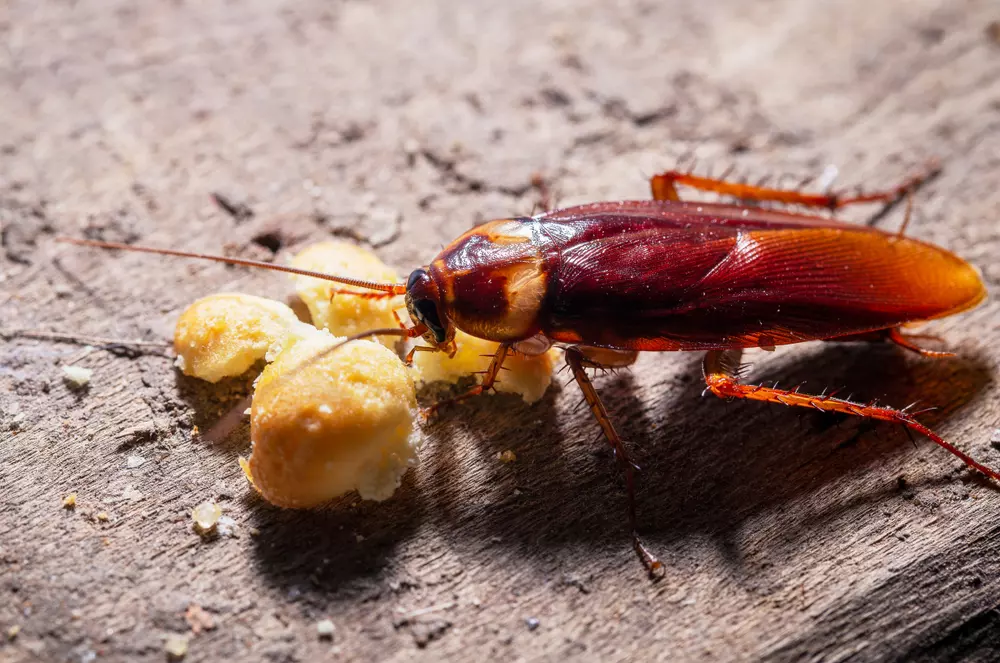 Barata comendo pedaços de queijo sobre uma superfície de madeira, foco na inseto com cores avermelhadas, detalhes da textura do alimento e do ambiente rústico.