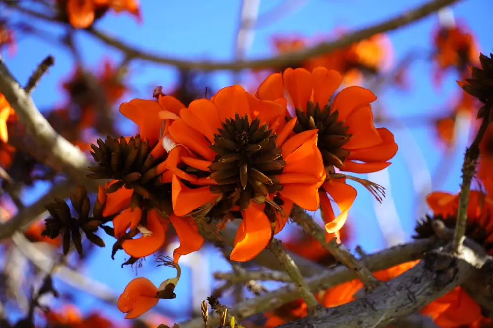 Na foto a flor Erythrina caffra que passou a se chamar Erythrina affra. Ilustrando parte da temática da entrevista sobre plantas e colonialismo