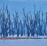 Lago Nakuru na Kenia com árvores secas ao redor e flamingos na água, cenário natural do parque de vida selvagem.