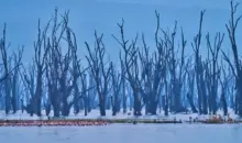Lago Nakuru na Kenia com árvores secas ao redor e flamingos na água, cenário natural do parque de vida selvagem.