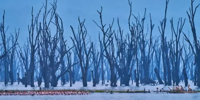 Lago Nakuru na Kenia com árvores secas ao redor e flamingos na água, cenário natural do parque de vida selvagem.
