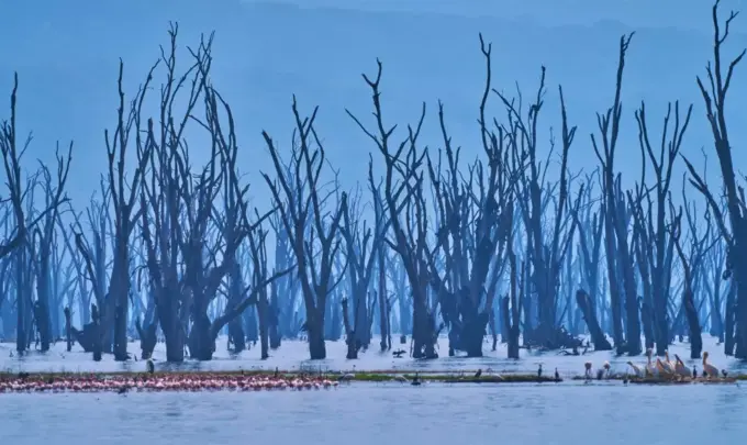 Lago Nakuru na Kenia com árvores secas ao redor e flamingos na água, cenário natural do parque de vida selvagem.