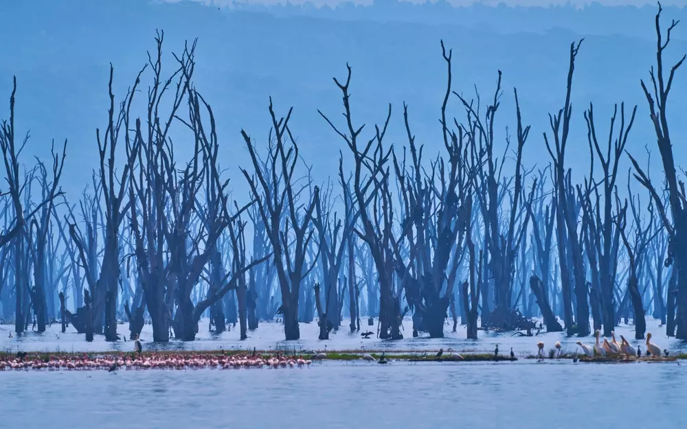 Lago Nakuru na Kenia com árvores secas ao redor e flamingos na água, cenário natural do parque de vida selvagem.